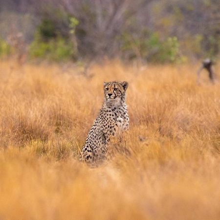 Nungubane Game Lodge Rezervaţia de vânat Welgevonden Exterior foto