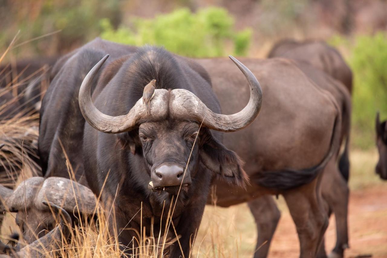 Nungubane Game Lodge Rezervaţia de vânat Welgevonden Exterior foto