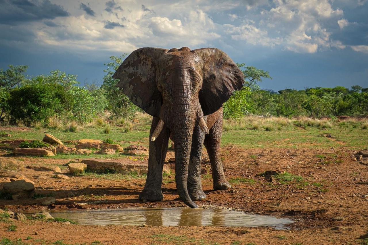 Nungubane Game Lodge Rezervaţia de vânat Welgevonden Exterior foto